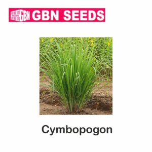 GBN cymbopogon seeds (1 KG)(pack of 10)