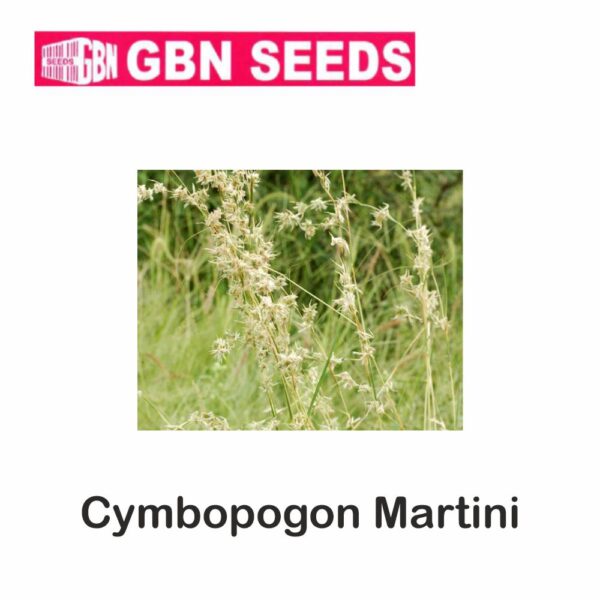 GBN cymbopogon martini seeds (1 KG)(pack of 10)