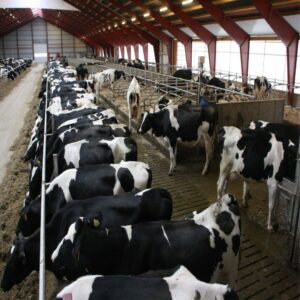 Loan for Dairy Farming