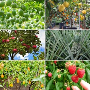Loan For Fruit Plantation