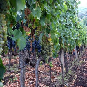Loan For Grapes Farming