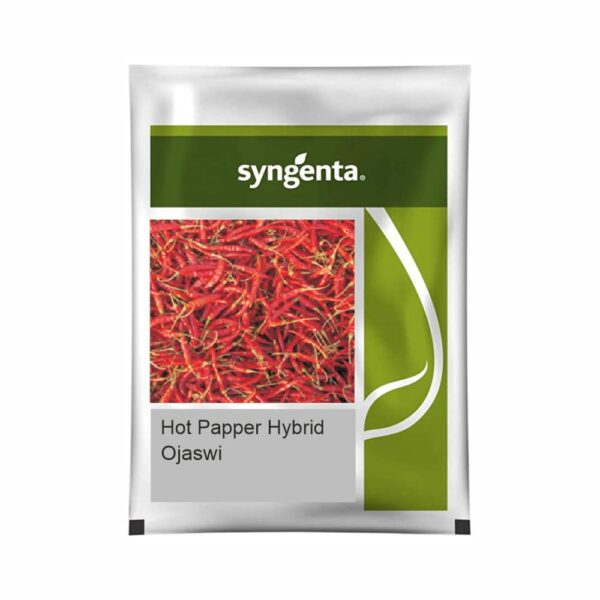 SYNGENTA HOT PEPPER Ojaswi (1500 SEEDS)