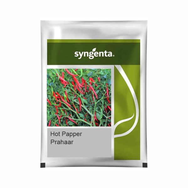 SYNGENTA HOT PEPPER PRAHAAR (1500 SEEDS)