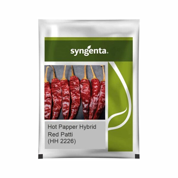 SYNGENTA HOT PEPPER Red Patti HH 2226  (20000 SEEDS)
