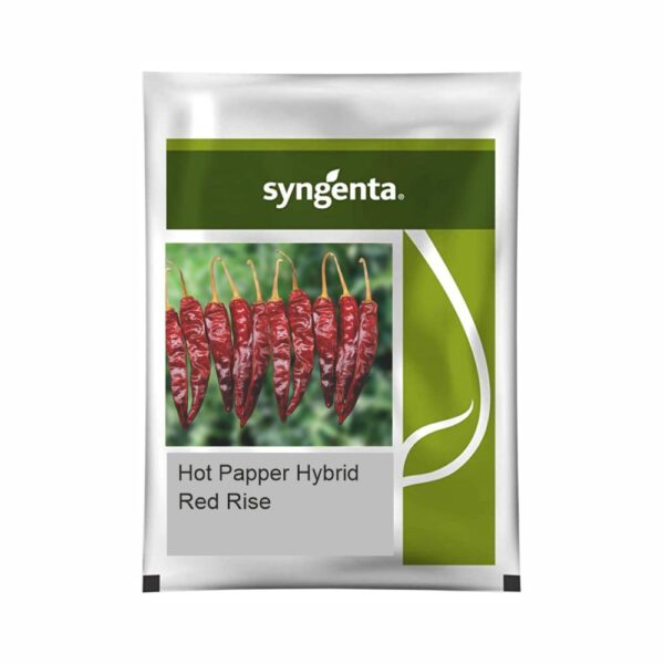 SYNGENTA HOT PEPPER Red Rise (20000 SEEDS)
