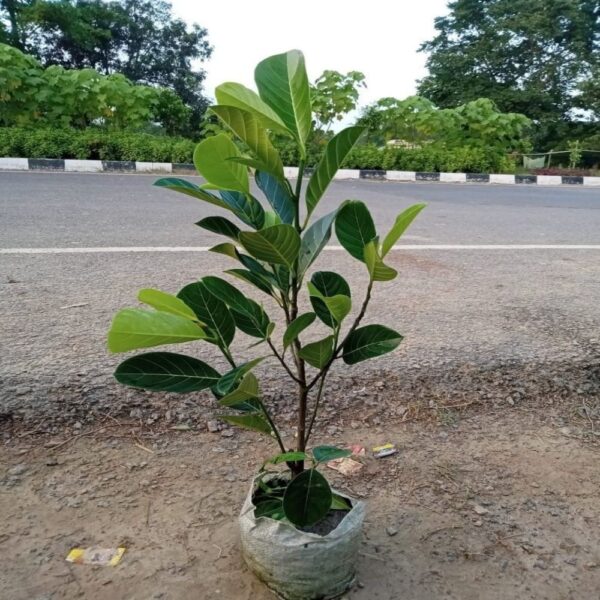 PANKAJ NURSERY JACK FRUIT PLANT (KATHAL)