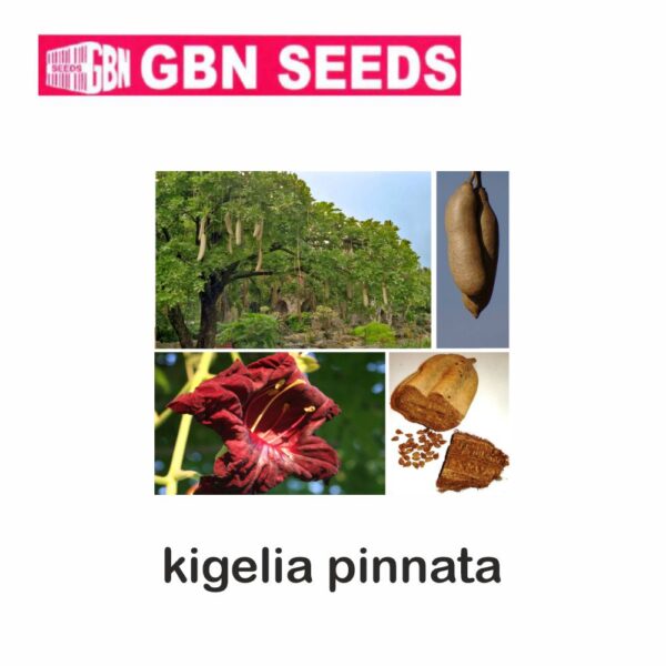 GBN kigelia pinnata seeds (1 KG)(pack of 10)