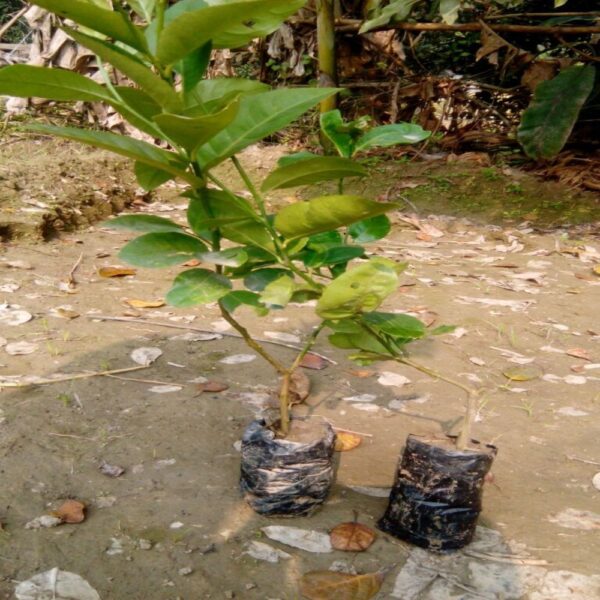 PANKAJ NURSERY LEMON PLANT
