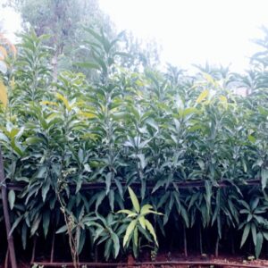 PANKAJ NURSERY MANGO PLANT (DASHERI)