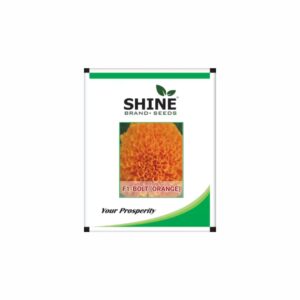 SHINE F1 BOLT (Orange) MARIGOLD SEEDS (500 seeds)