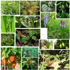 Loan For Cultivation of Medicinal Plants