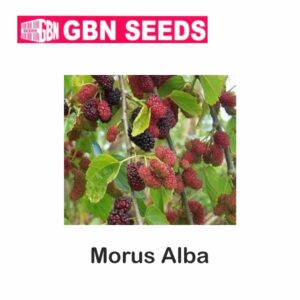 GBN morus alba seeds (1 KG)(pack of 10)