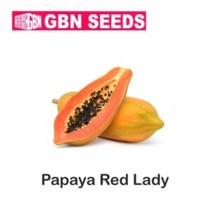 GBN papaya red lady hybrid seeds (1 KG)(pack of 10)