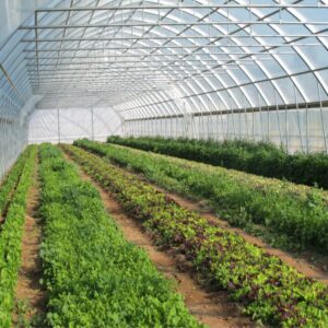 Loan For Purchase Polyhouse (Vegetable Cultivation)