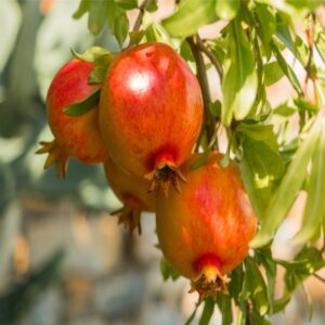 Loan For Pomegranate Cultivation