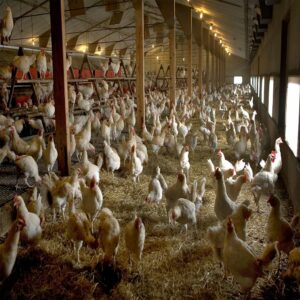 Loans for Poultry farming (Boiler)