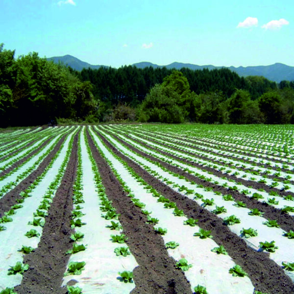 IRIS Mulch Film Prime quality White Black (4 Feet X 400 Meter) (pack of 2)