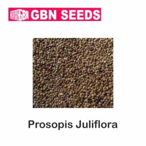 GBN prosopls julifera(clean seed) seeds (1 KG)(pack of 10)
