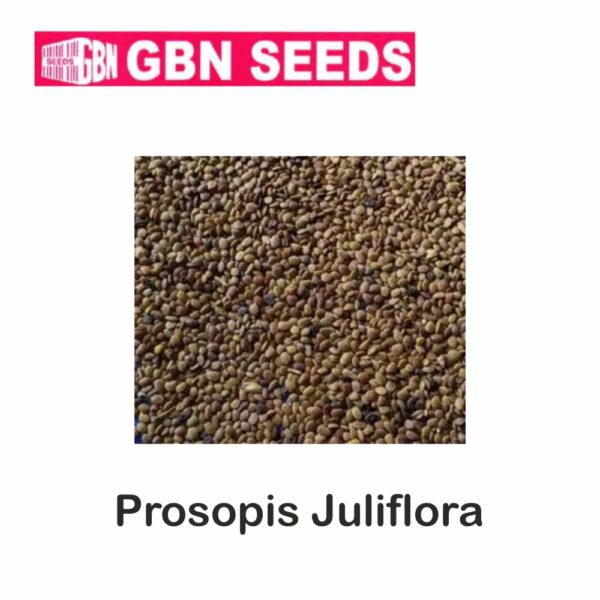 GBN prosopls julifera(clean seed) seeds (1 KG)(pack of 10)