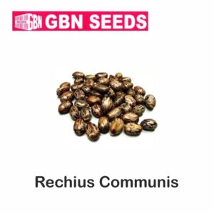 GBN rechius communis (Arendi) seeds (1 KG)(pack of 10)