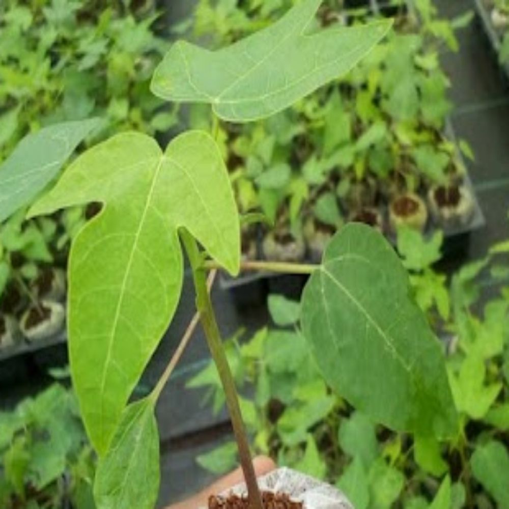 PANKAJ NURSERY PAPAYA PLANT (Red lady taiwani)
