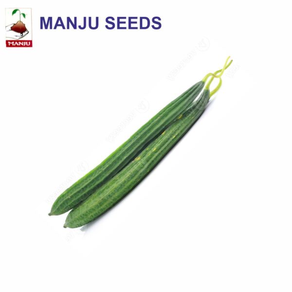 manju Ridge Gourd Long seeds (1 KG)(PACK OF 10)