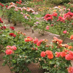 Loan For Purchase Polyhouse (Rose Cultivation)