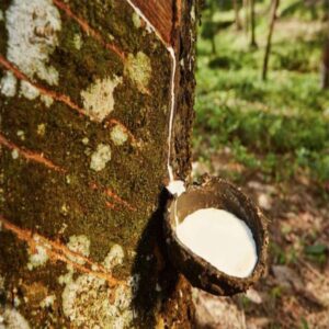Loan For Rubber Cultivation