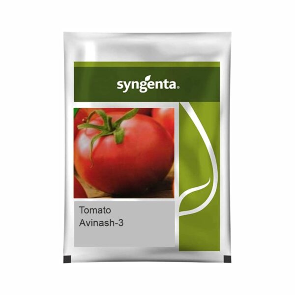 SYNGENTA TOMATO Avinash-3 (500 SEED)