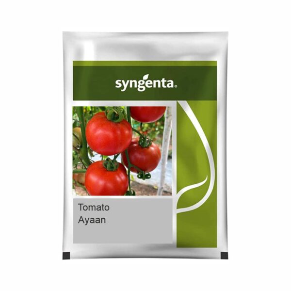 SYNGENTA TOMATO AYAAN (3500 SEED)