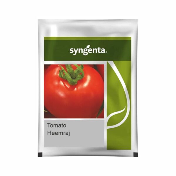 SYNGENTA TOMATO HEEMRAJ  (3500 SEED)