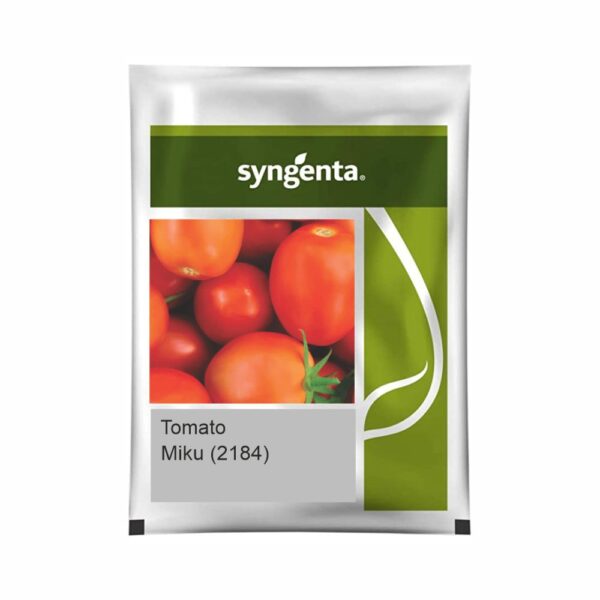 SYNGENTATOMATO Miku 2184 (2000 SEED)