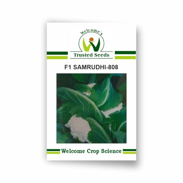 WELCOME'S F1 SAMRUDHI 808 CAULIFLOWER