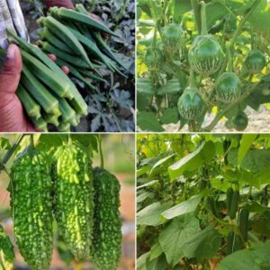 Loan for Vegetable Cultivation