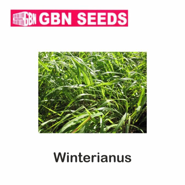 GBN winterianus seeds (1 KG)(pack of 10)