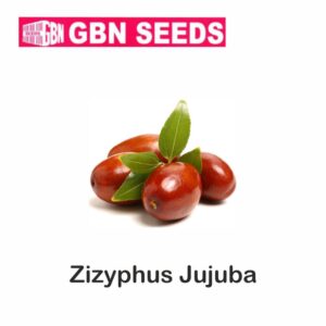 GBN zizyphus jujuba seeds (1 KG)(pack of 10)